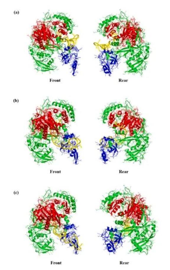 研究发现：新型siRNA筛选系统精准打击HIV耐药毒株，开辟治疗新途径