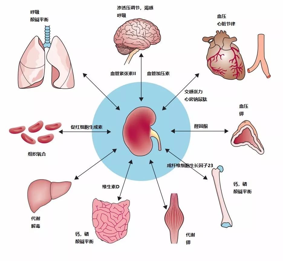【双语】HIV感染者的血管和肾脏功能受损是心脏病的隐患 يۇقۇملانغۇچىلارنىڭ قان تومۇرلىرى ۋە بۆرەك ئىقتىدارىنىڭ زىيانغا ئۇچرىشى ي