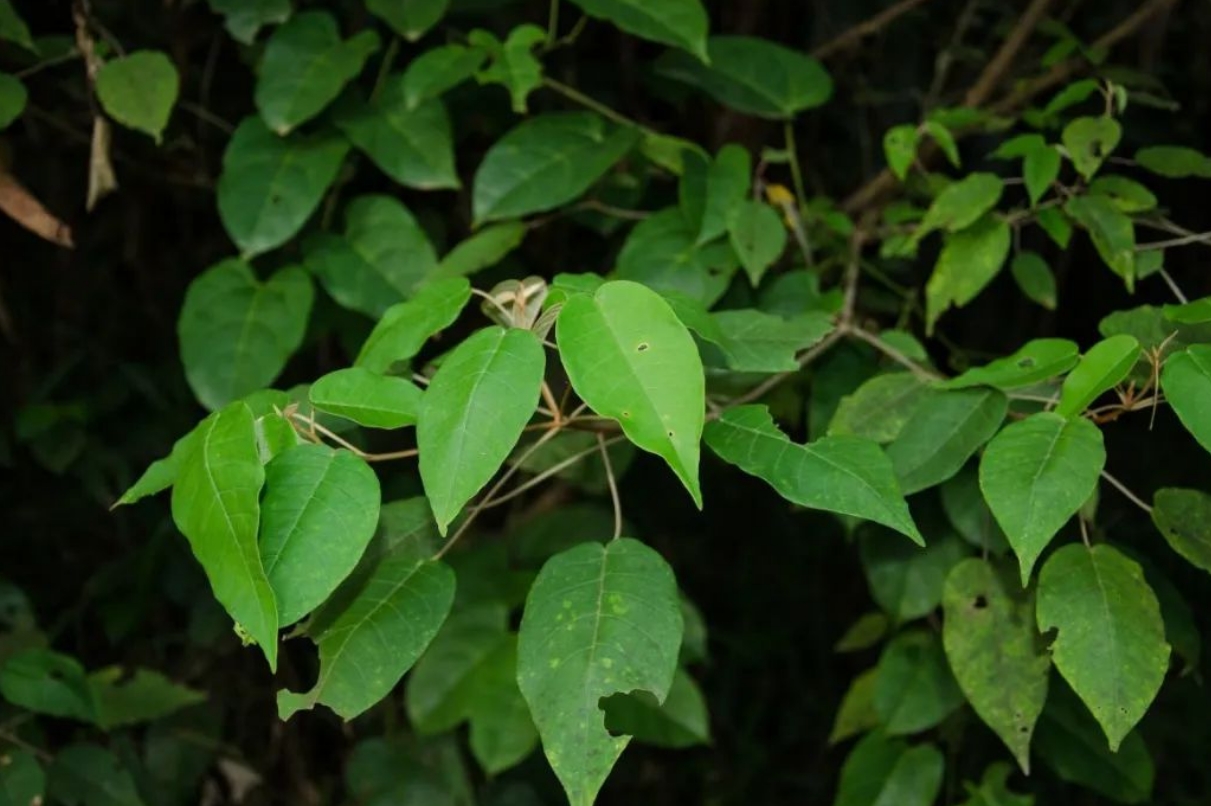 研究发现：巴豆属植物 Croton oligandrus 提取物可有效逆转 HIV 潜伏状态