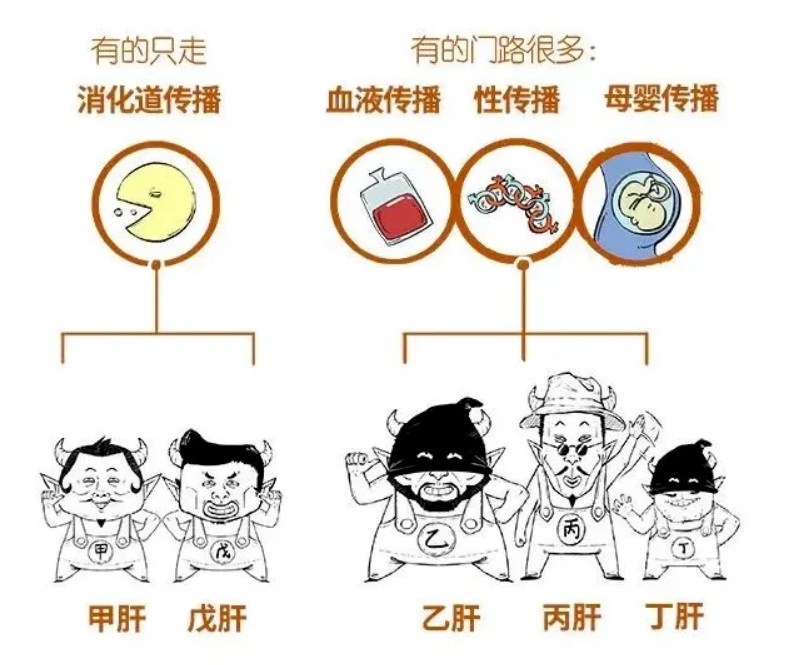 得了乙肝，不能啪啪啪？