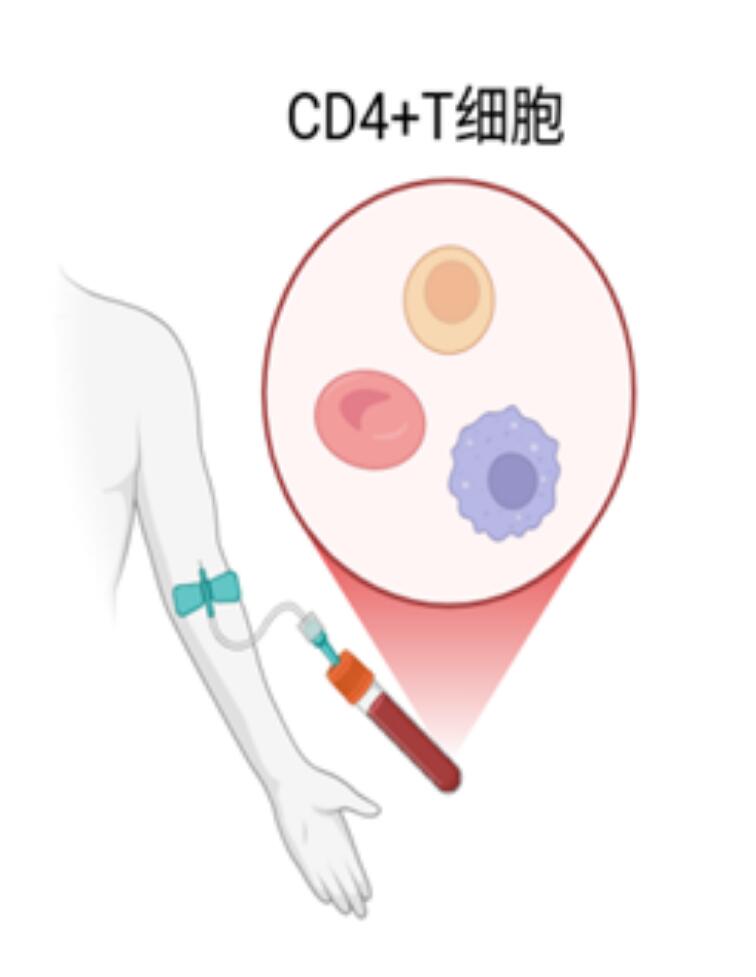 CD4细胞计数的作用