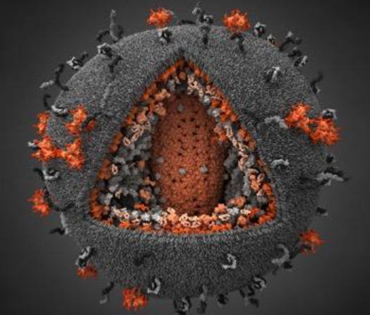 高危后若感染HIV，多久才会发病？