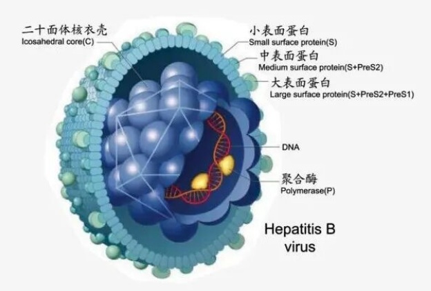 【双语】【健康科普】乙肝不可怕，科学认知是关键 ساغلاملىقنى ئومۇملاشتۇرۇش: ب تىپلىق جىگەر ياللۇغى قورقۇنچلۇق ئەمەس، ئىلمىي ت